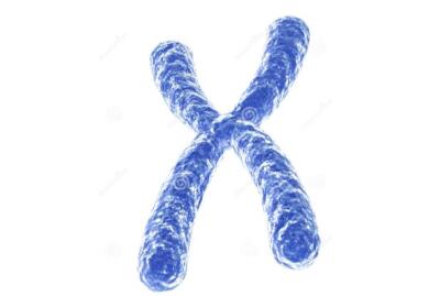细胞染色体核型分析技术服务（Karyotype Analysis）