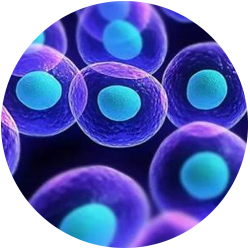 干细胞的有何作用？
