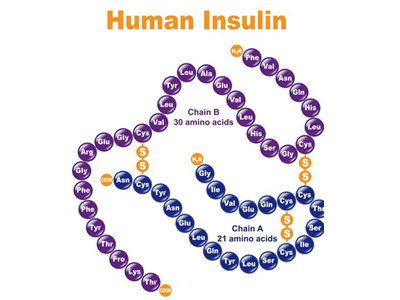 Insulin Human