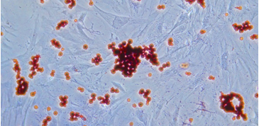 间充质干细胞成脂分化染色试剂盒
